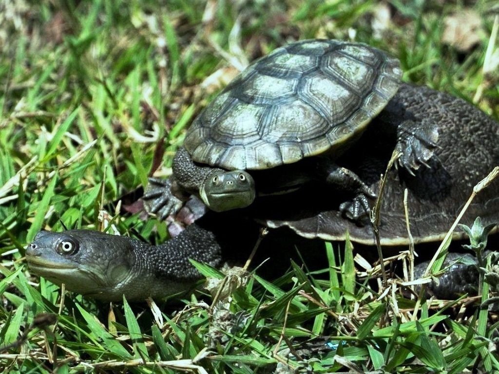 Yalangoch ayollar kurashi Yalangoch ayollar kurashi