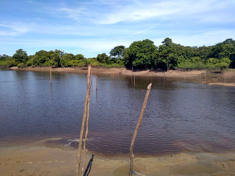 Gambut di sekitar Danau Cala. Foto: Taufik Wijaya/Mongabay Indonesia
