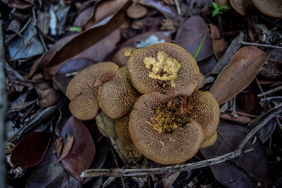 Mushukdagi jinsiy aloqa haqida video Birinchi bolib eshakda tomosha qilish