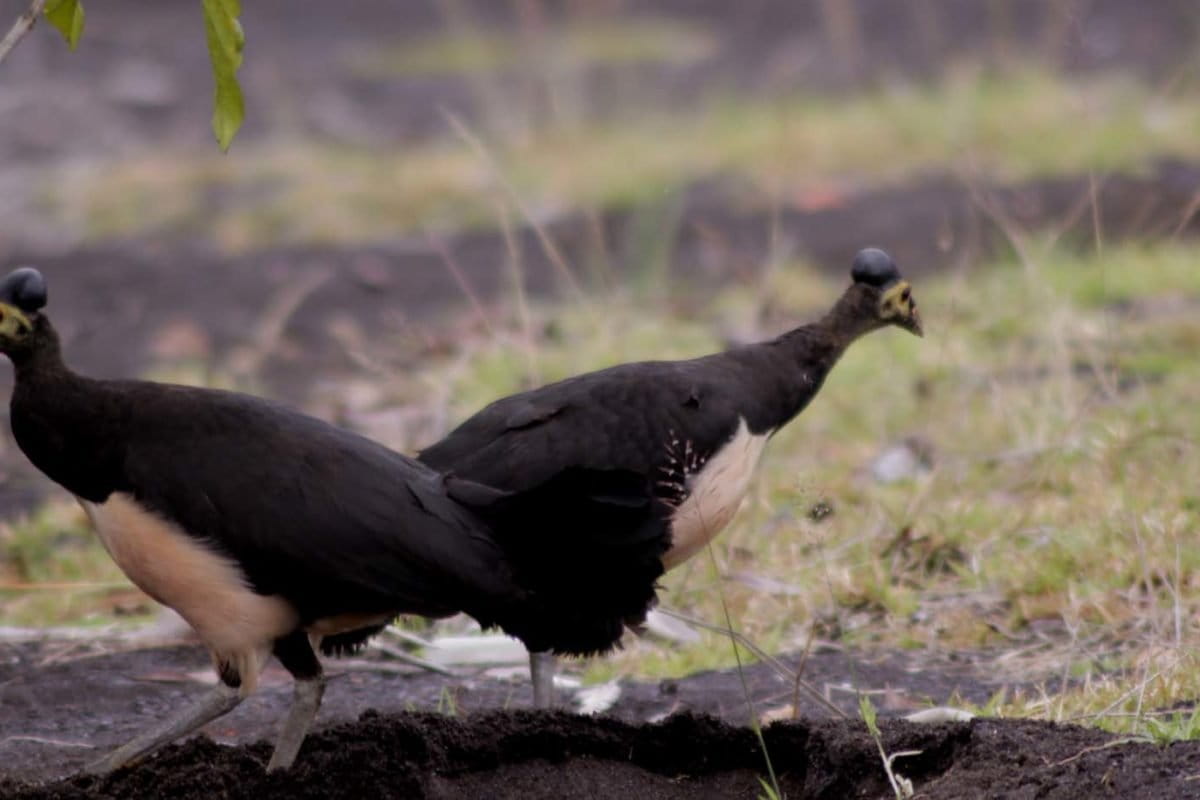 Penampakan sepasang maleo di sekitar Danau Towuti. Foto: Eko Rusdianto/ Mongabay Indonesia