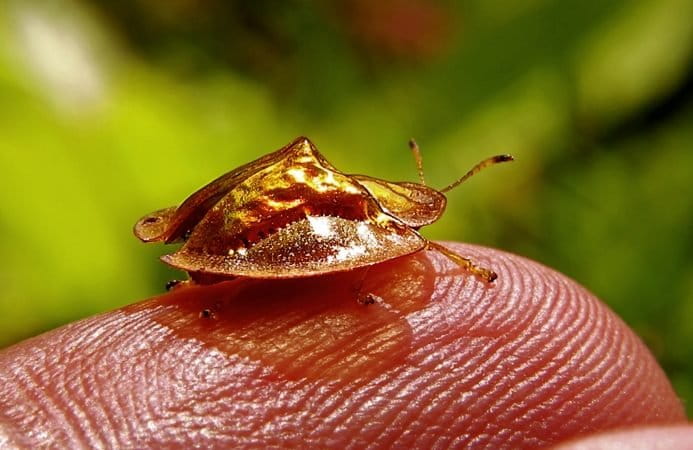 Kepik emas atau ladybug