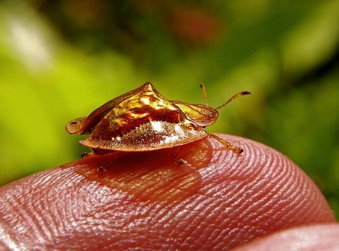Kepik emas atau ladybug