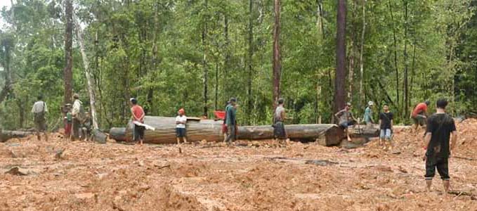 hutan adat Negeri Sabuai, tempat CV Sumber Berkat Makmur beroperasi. Foto: Warga