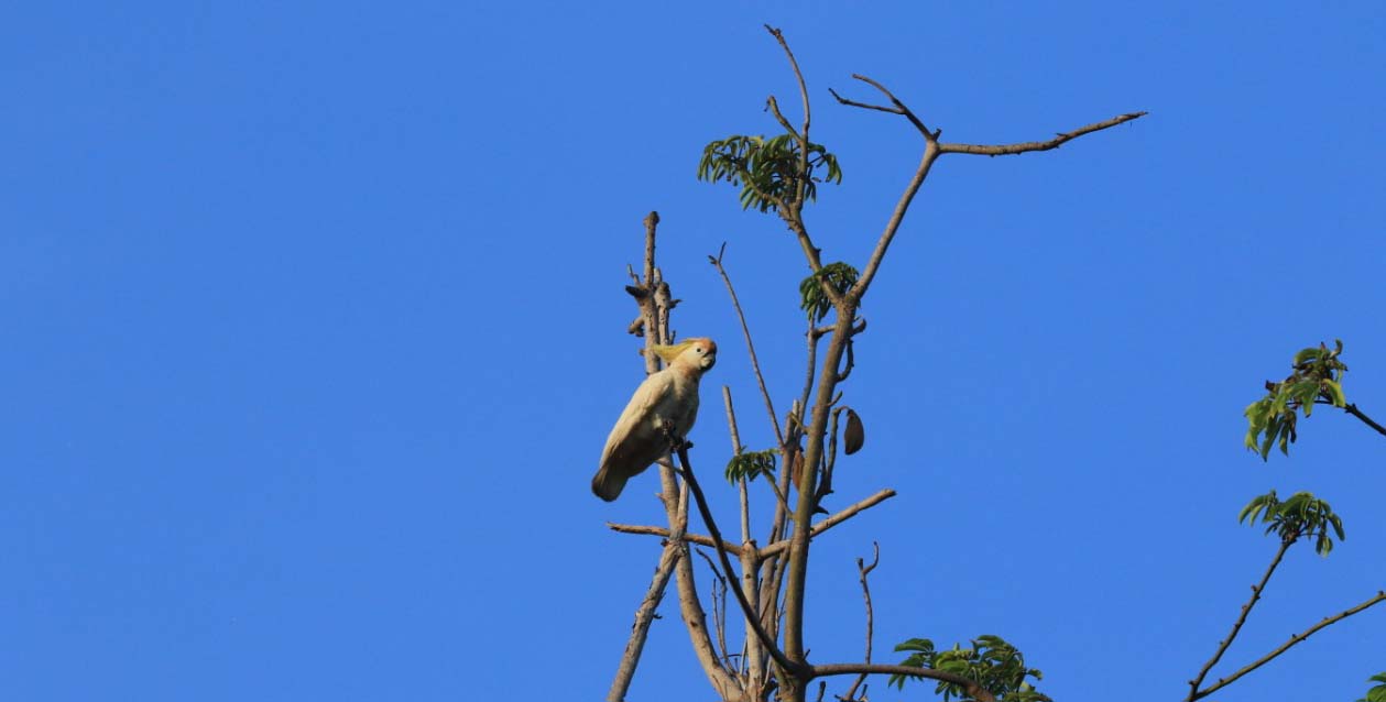 Kakatua Masakambing yang kritis