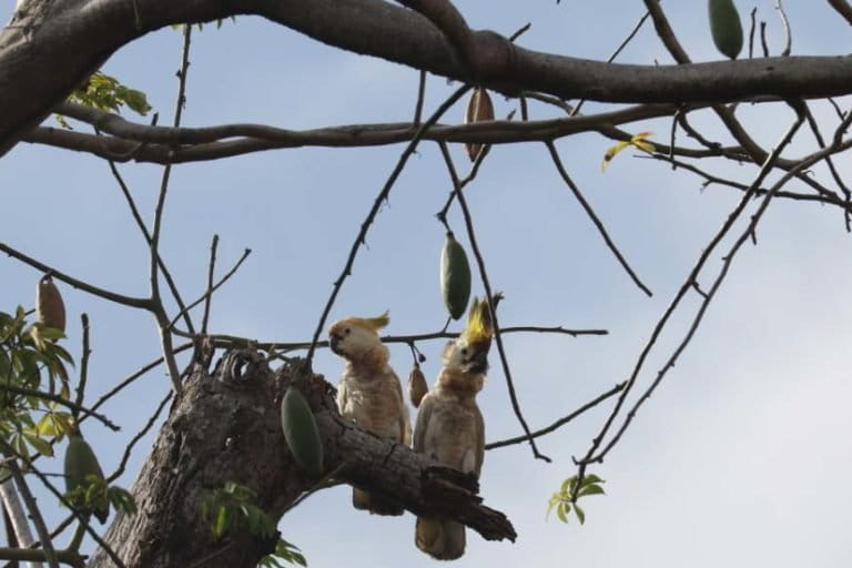 Jambul kuning Masakambing. Foto: BKSDA Jawa Timur Wilayah IV Pamekasan.