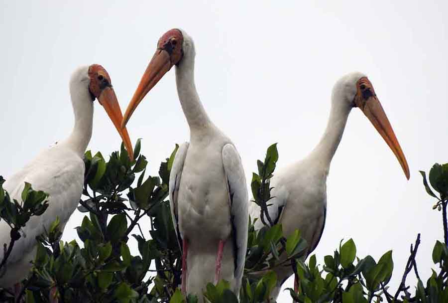 Porno qiz ormonda boglangan