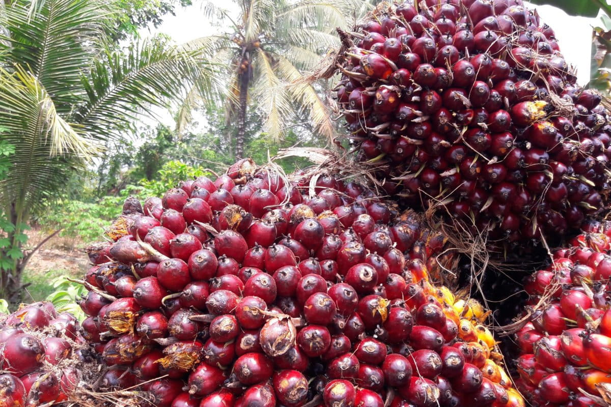 Sawit. Program biodiesel ini berpotensi memicu ekspansi lahan. Foto: Sapariah Saturi/ Mongabay Indonesia