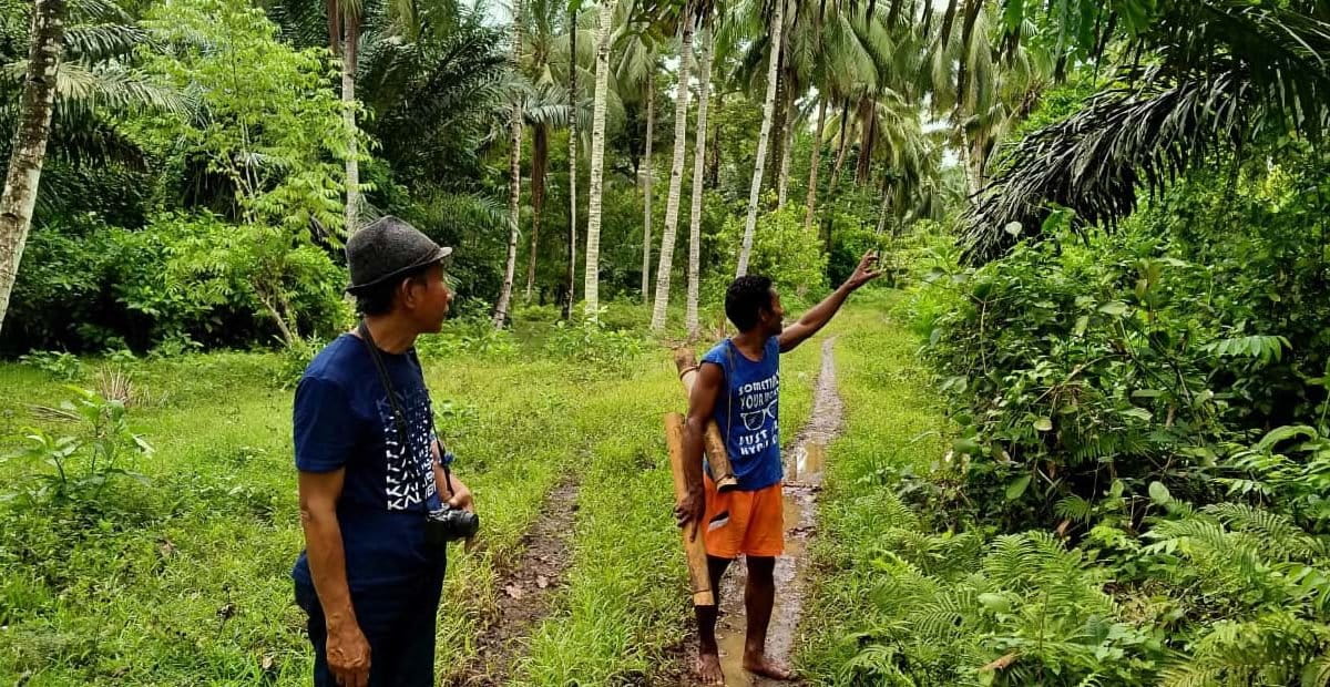 Tumbuhan enau atau aren yang dirawat Fadli, di sekitar kebun dan hutan kampungnya. Foto: Mahmud Ichi/ Mongabay Indonesia