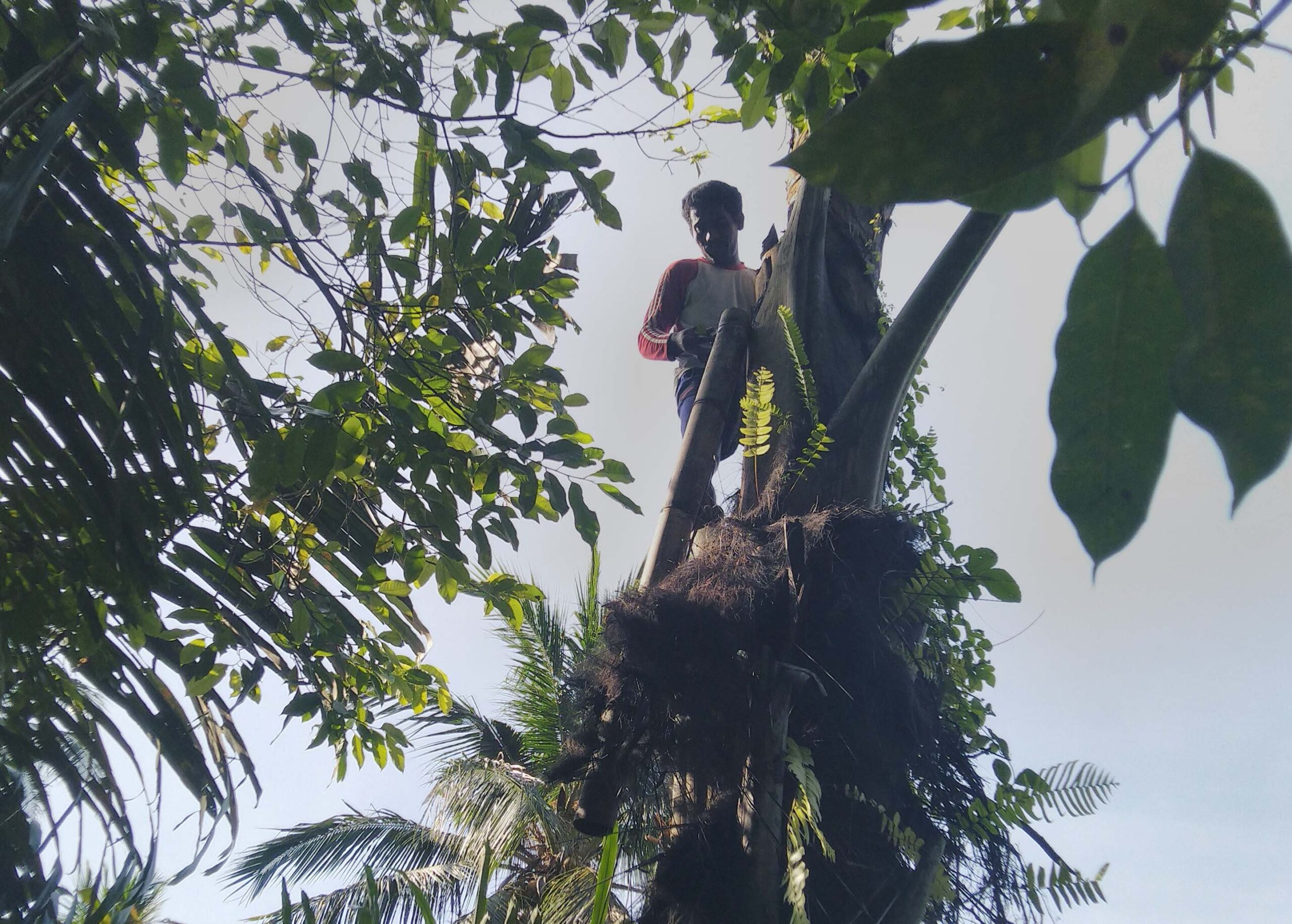 Fadli menurunkan air nira. Foto: Mahmud Ichi/ Mongabay Indonesia