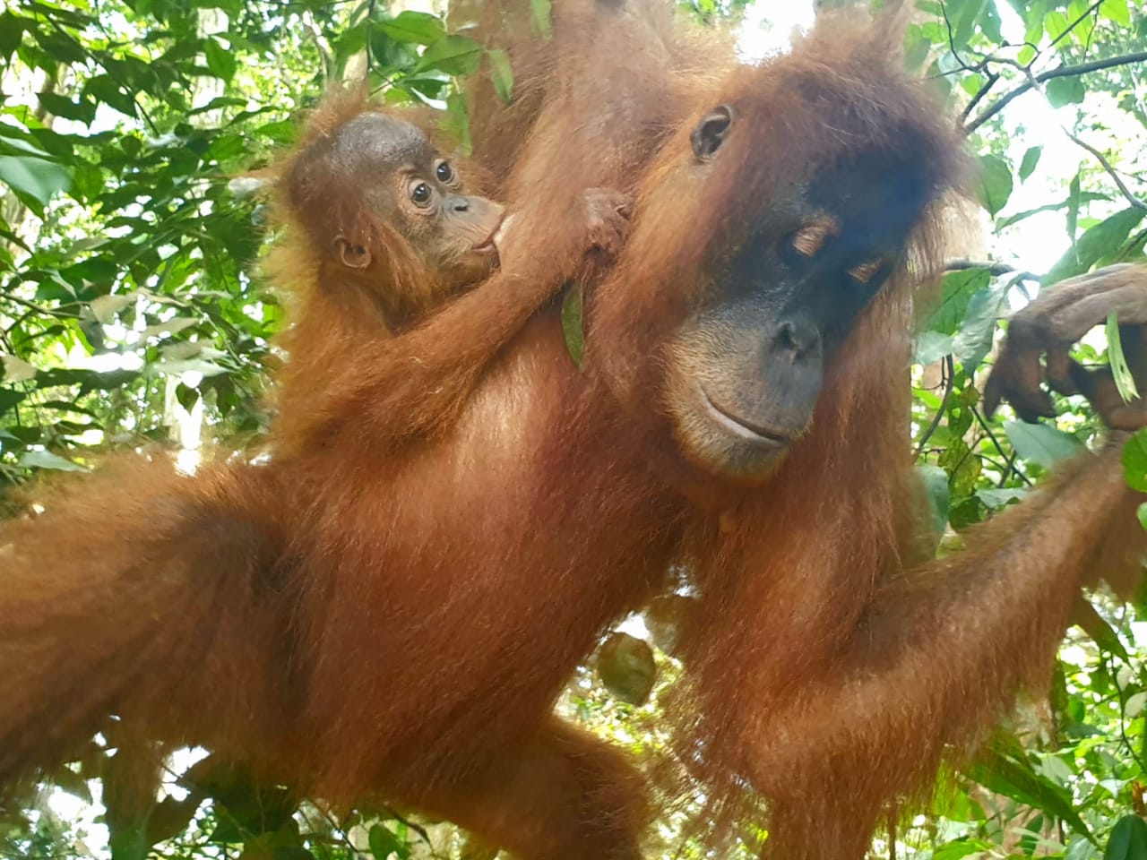 Orangutan bermain bersama anaknya di Bukit Lawang. Foto: Barita News/ Mongabay Indonesia