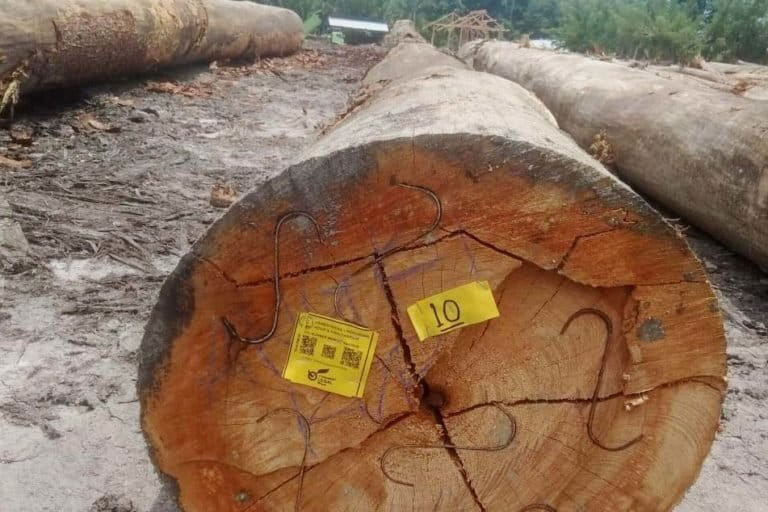 Kayu tebangan pembalakan liar perusahaan di Seram. Foto: Nanaku Maluku