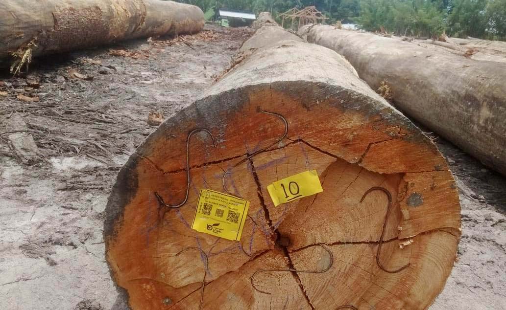 Kayu tebangan pembalakan liar perusahaan di Seram. Foto: Nanaku Maluku