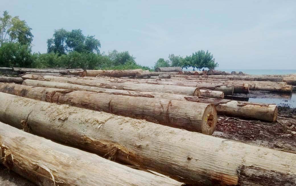 Puluhan hingga ratusan kayu hasil penabangan CV SBM di wilayah hutan adat Negeri Sabuai, Kecamatan Siwalalat, Kabupaten Seram Bagian Timur. Sumber Foto: Nanaku Maluku
