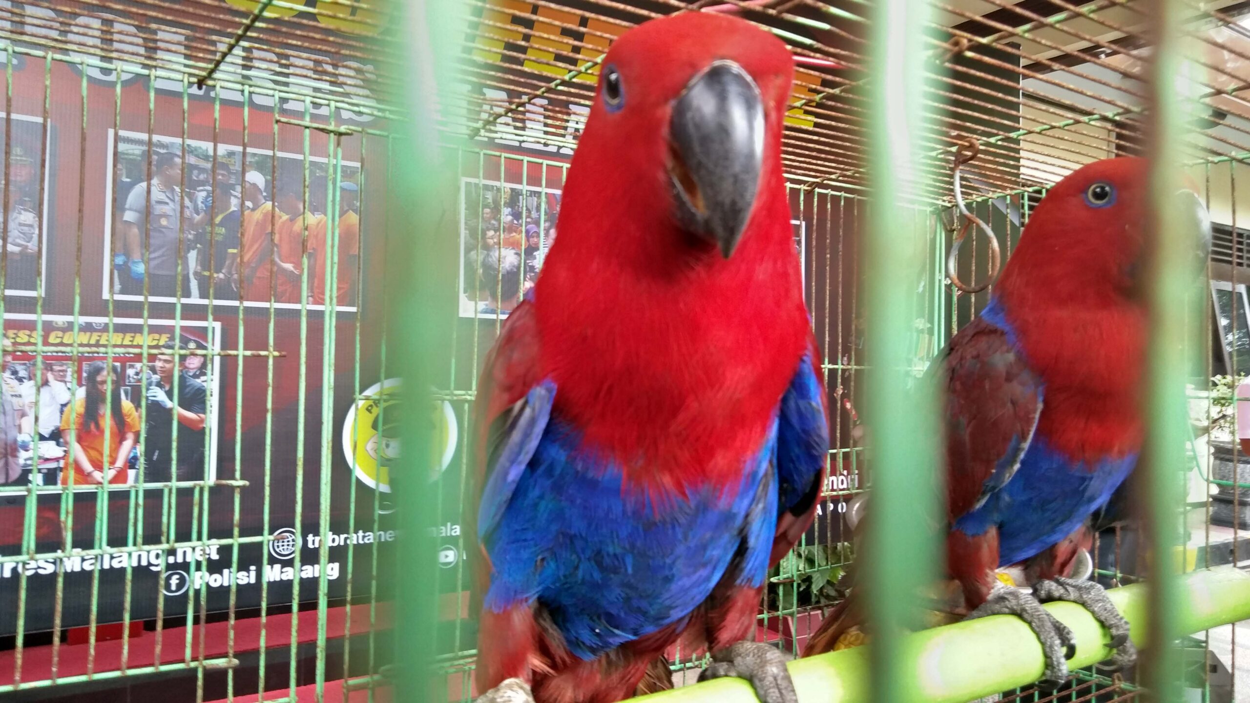 Foto: Eko Widianto/ Mongabay Indonesia