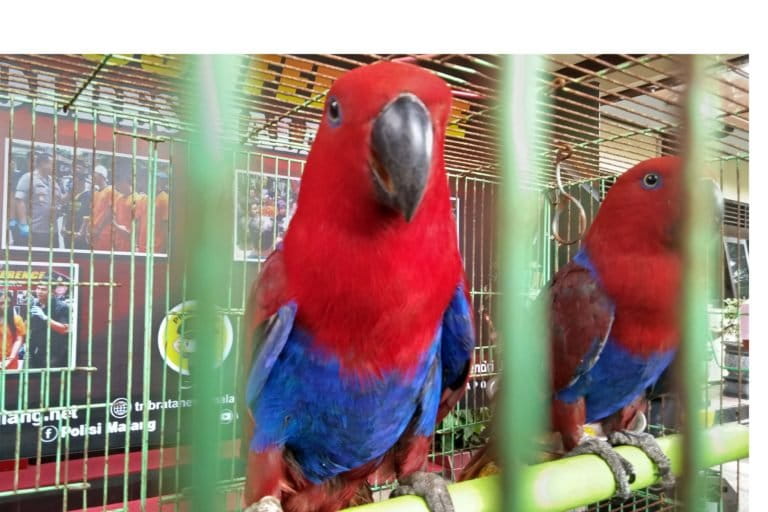 Paruh bengkok asal Sorong, sitaan Polres Malang. Foto: Eko Widianto/ Mongabay Indonesia