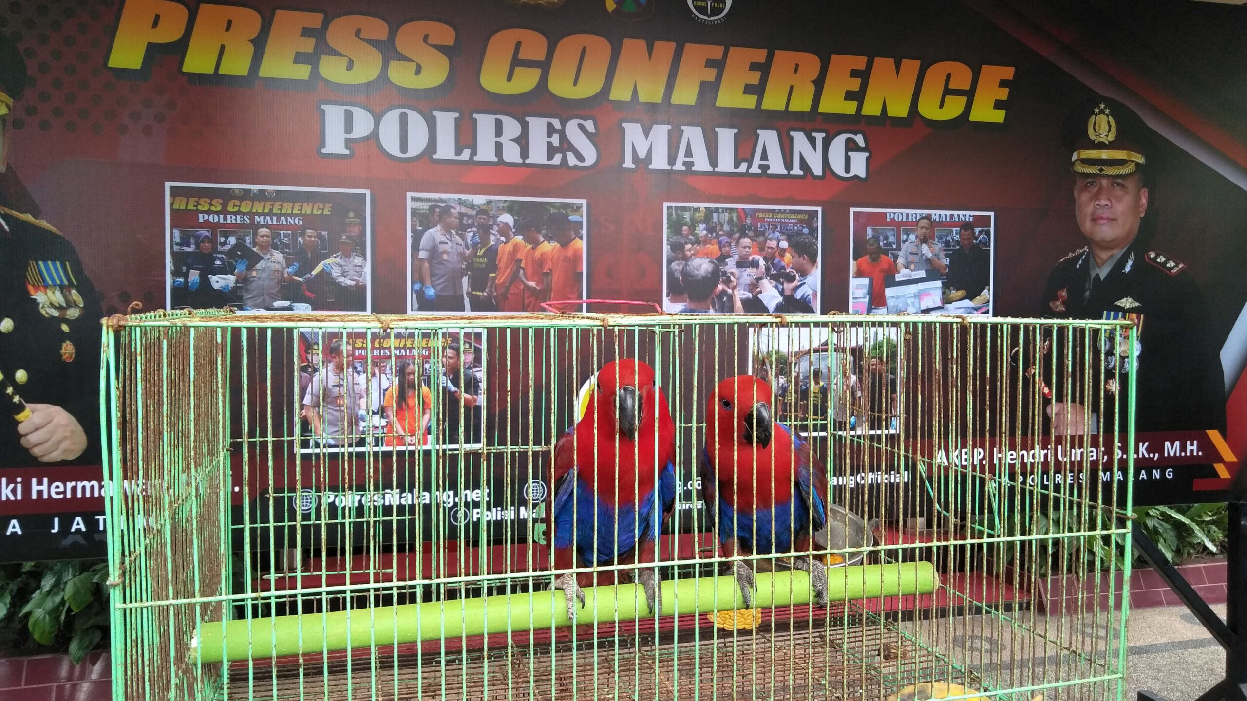 Polres Malang juga pers soal penangkapan pelaku dan penyitaan paruh bengkok. Foto: EKo Widianto/ Mongabay Indonesia