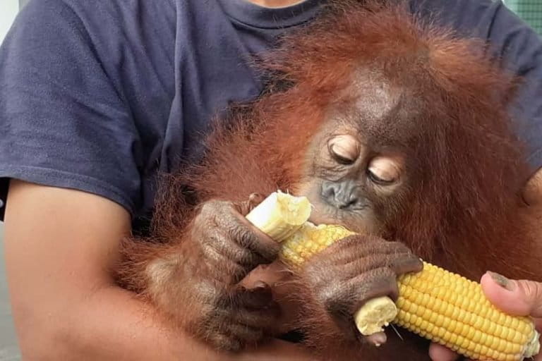 Satu anak orangutan tampak disekap dalam keranjang plastik putih berlapis kardus rokok dalam bus di pertigaan SM Amin-HR Subrantas, Pekanbaru. Foto: Suryadi/ Mongabay Indonesia