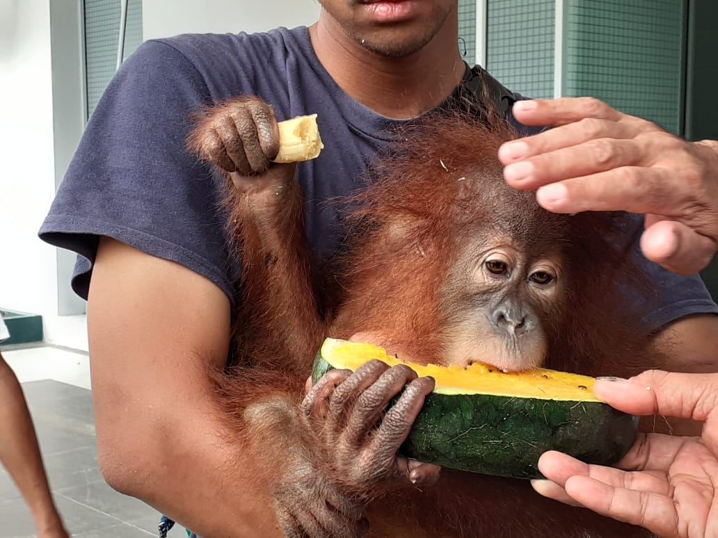 Ia tampak kelaparan dan senang kala diberi makan buah-buahan. Foto: Suryadi/ Mongabay Indonesia