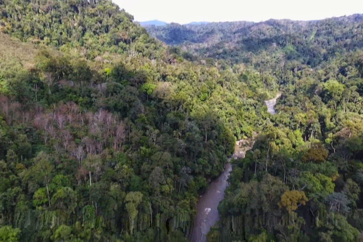Sekarang saja hutan di Indonesia, sudah begitu terancam, apatah lagi kalau ada UU Omnibus Law. Foto: Ayat S Karokaro/ Mongabay Indonesia