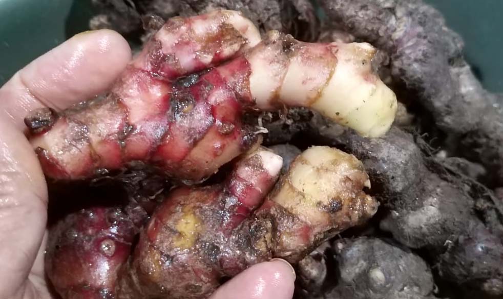 Jahe merah, yang jadi buruan setelah corona mewaah. Foto: Sapariah Saturi/ Mongabay Indonesia