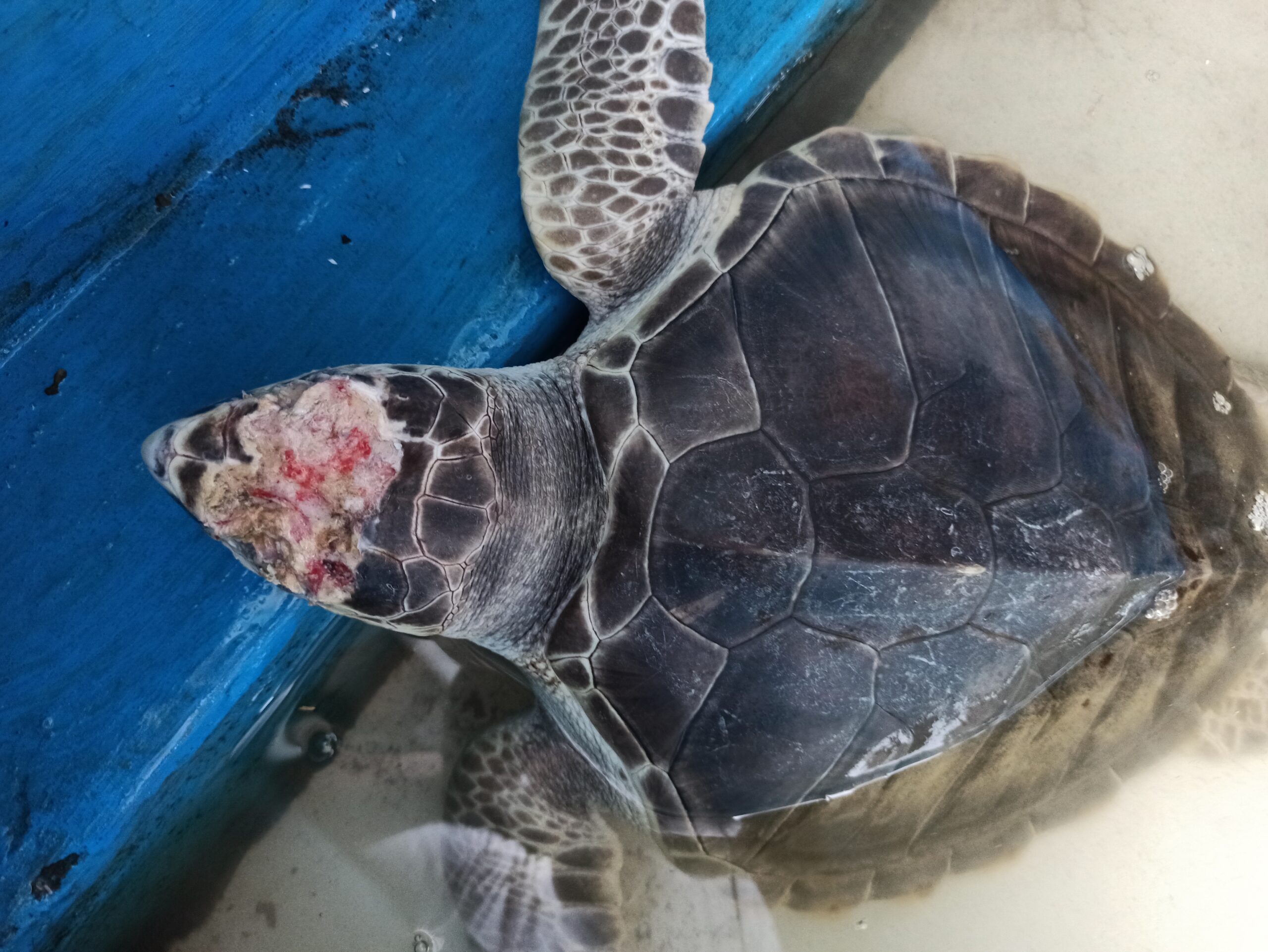 Penyu lekang yang sedang sakit di kolam perawatan Komunitas Pecinta Penyu Kota Mataram di Pantai Mapak. Foto: Fathul Rakhman/Mongabay Indonesia