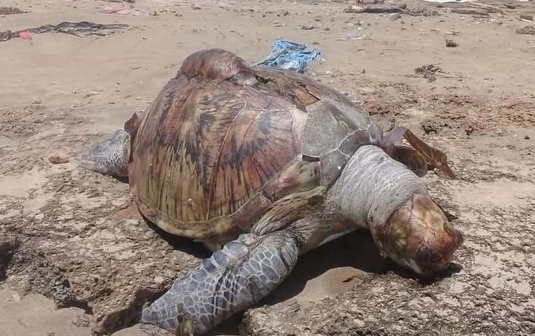 di perairan Kota Tobelo, Halmahera Utara, penyu lekang mati terbawa arus dan terdampar di Pulau Tulang, Jumat (15/3/20) siang. Penyu mati sangat mengenaskan. Cangkang bagian belakang ada luka memanjang sampai dekat ke sayap bagian belakang. Ada dugaan kuat penyu ini dipotong dengan parang. Foto: dukumen warga