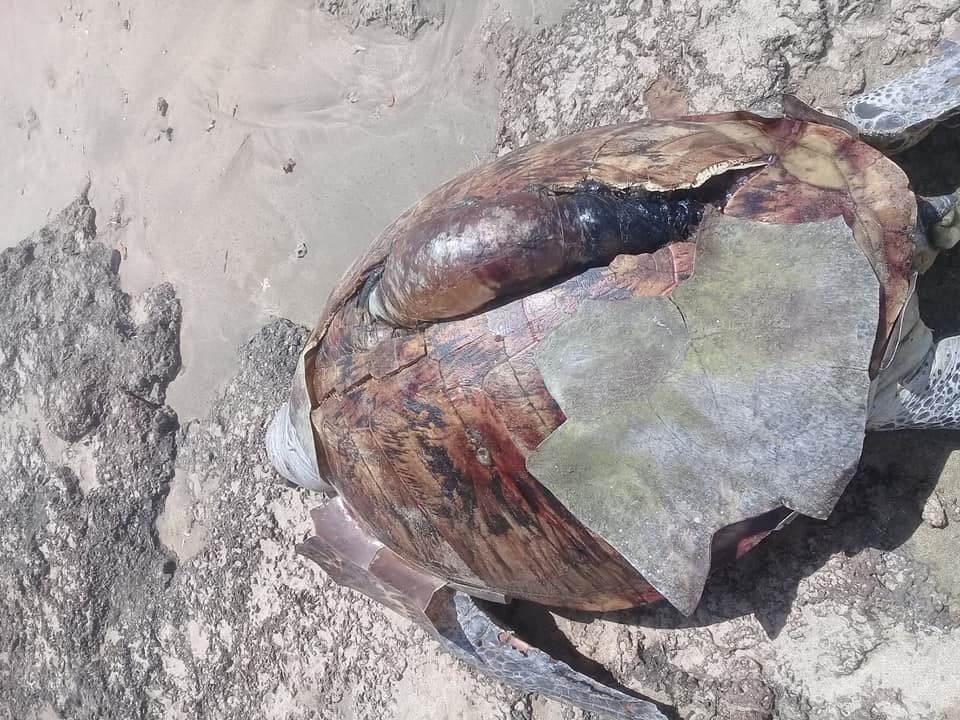 Penyu ditemukan mati di Perairan Tobelo. Foto: dokumen warga 