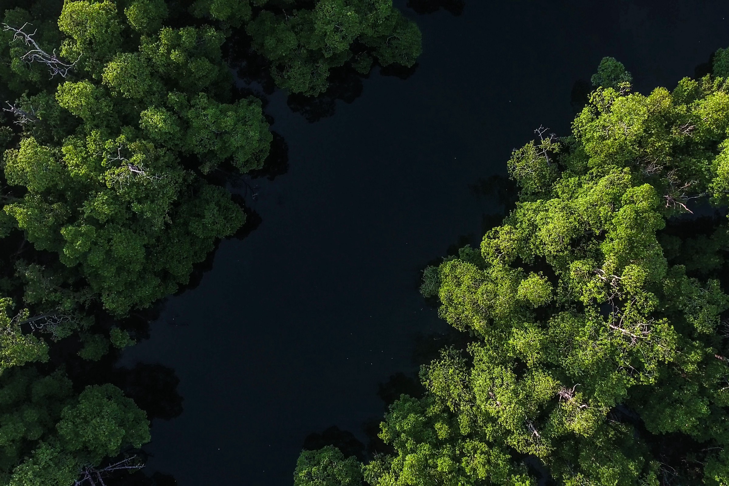 Tanpa hutan, para aktivis dan pendukung percaya bahwa Kepulauan Aru merupakan kawasan yang rentan terhadap bencana banjir. Foto oleh Forest Watch Indonesia.