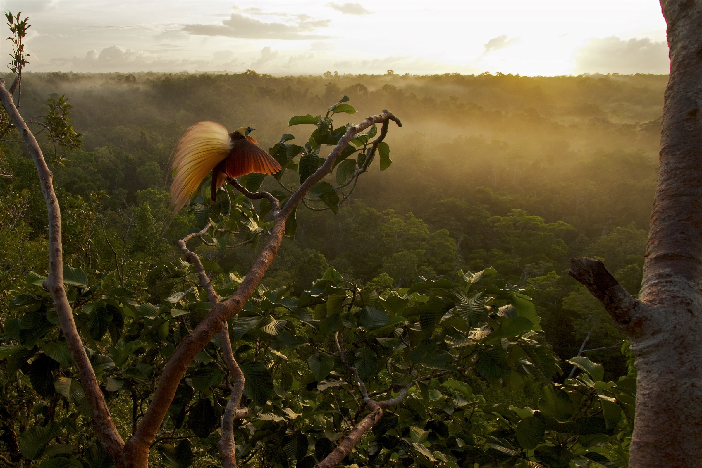 Gambar dibuat oleh Laboratorium Ilmu Burung di Cornell University, New York, Amerika Serikat dan fotografer National Geographic Tim Lama sebagai bagian dari Bird-of-Paradise Project (Proyek Burung Cendrawasih) sekaligus menjadi foto yang ikonik untuk kampanye Save Aru.