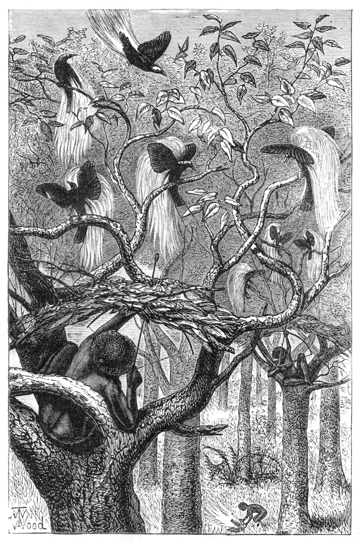 Ilustrasi berjudul “Natives of Aru shooting the great bird of paradise” (Masyarakat adat Aru sedang menembak burung cendrawasih). Lukisan tangan karya ilustrator flora dan fauna Thomas Wood tersebut terdapat pada karya monumental Alfred Russel Wallace tahun 1869, yaitu buku berjudul “The Malay Archipelago.”