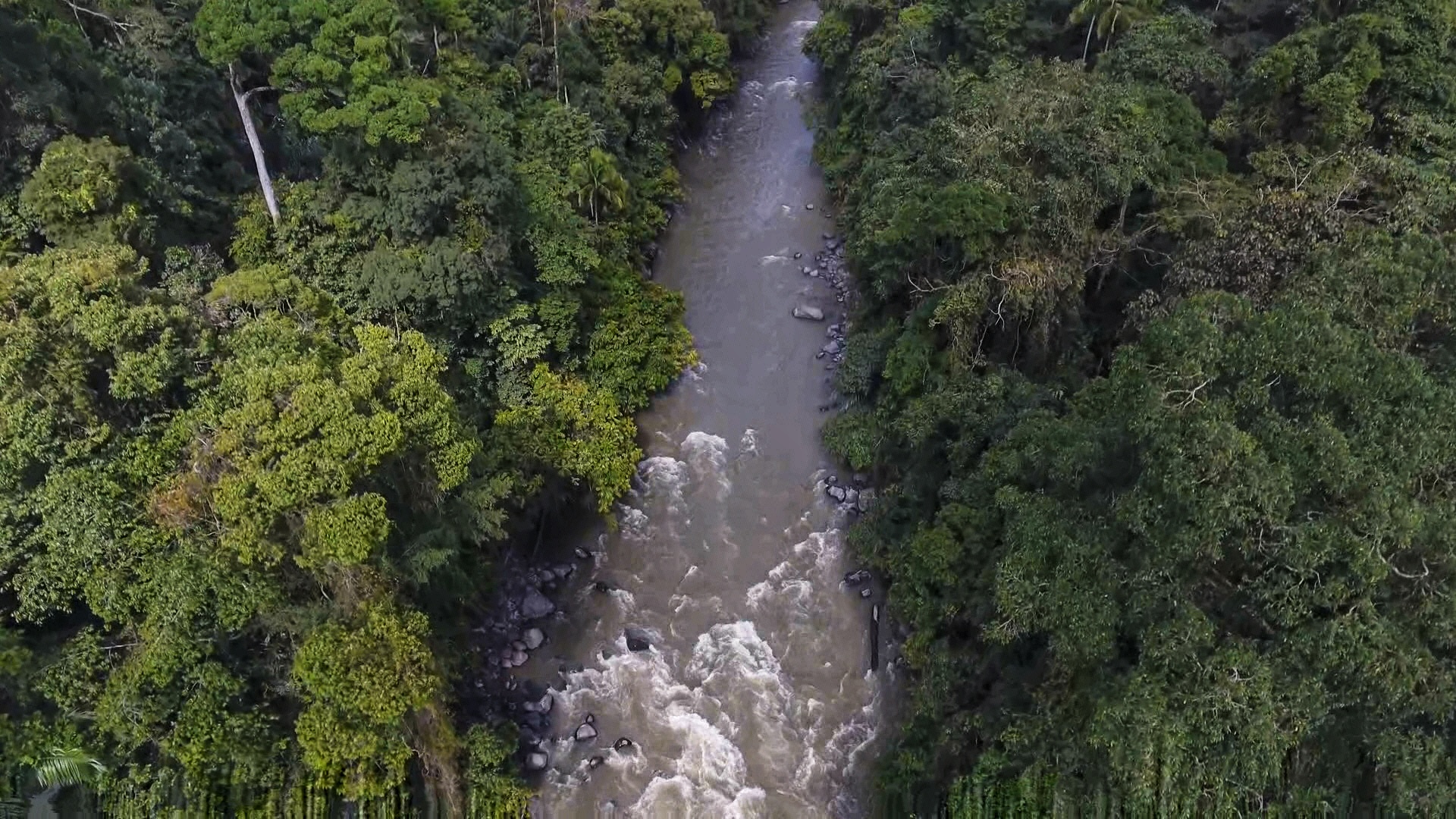Perlu ada koridor untuk penyeberangan prangutan Tapanuli dari proyek PLTA Batang Toru. Foto: Ayat S Karokaro/ Mongabay Indonesia
