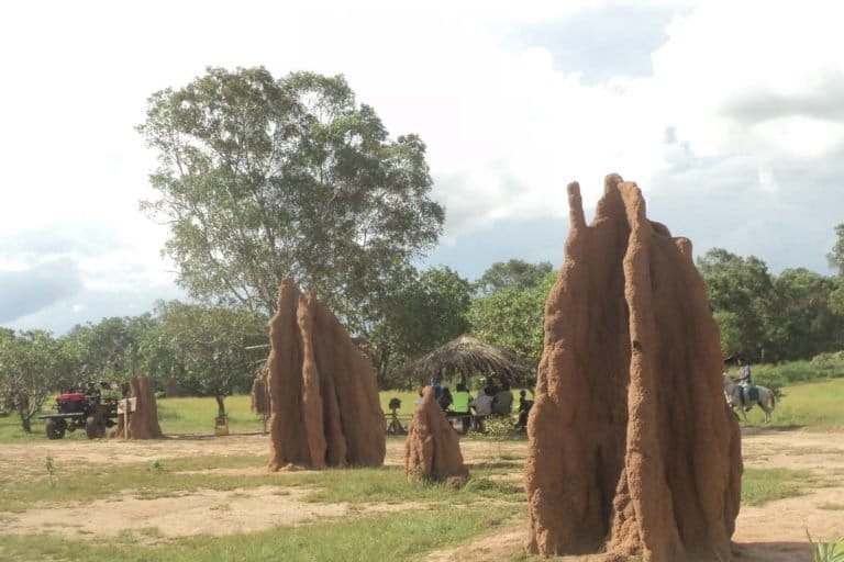Merauke, Papua, punya Kampung Salor Indah, yang memiliki keunikan tersendiri. Di kampung ini, ada begitu banyak ‘rumah’ alami koloni sejenis rayap meyerupai candi dengan sebutan musamus atau bomi. Foto: Agapitus Batbual/ Mongabay Indonesia