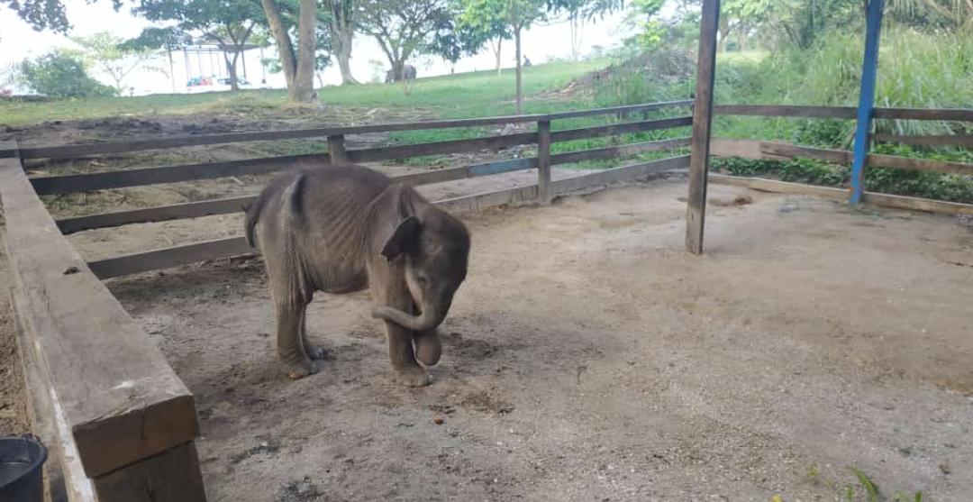 Puan, yang diselamatkan dari jeratan di konsesi PT RPI, grup RAPP, akhirnya, mati. Foto: Suryadi/ Mongabay Indonesia