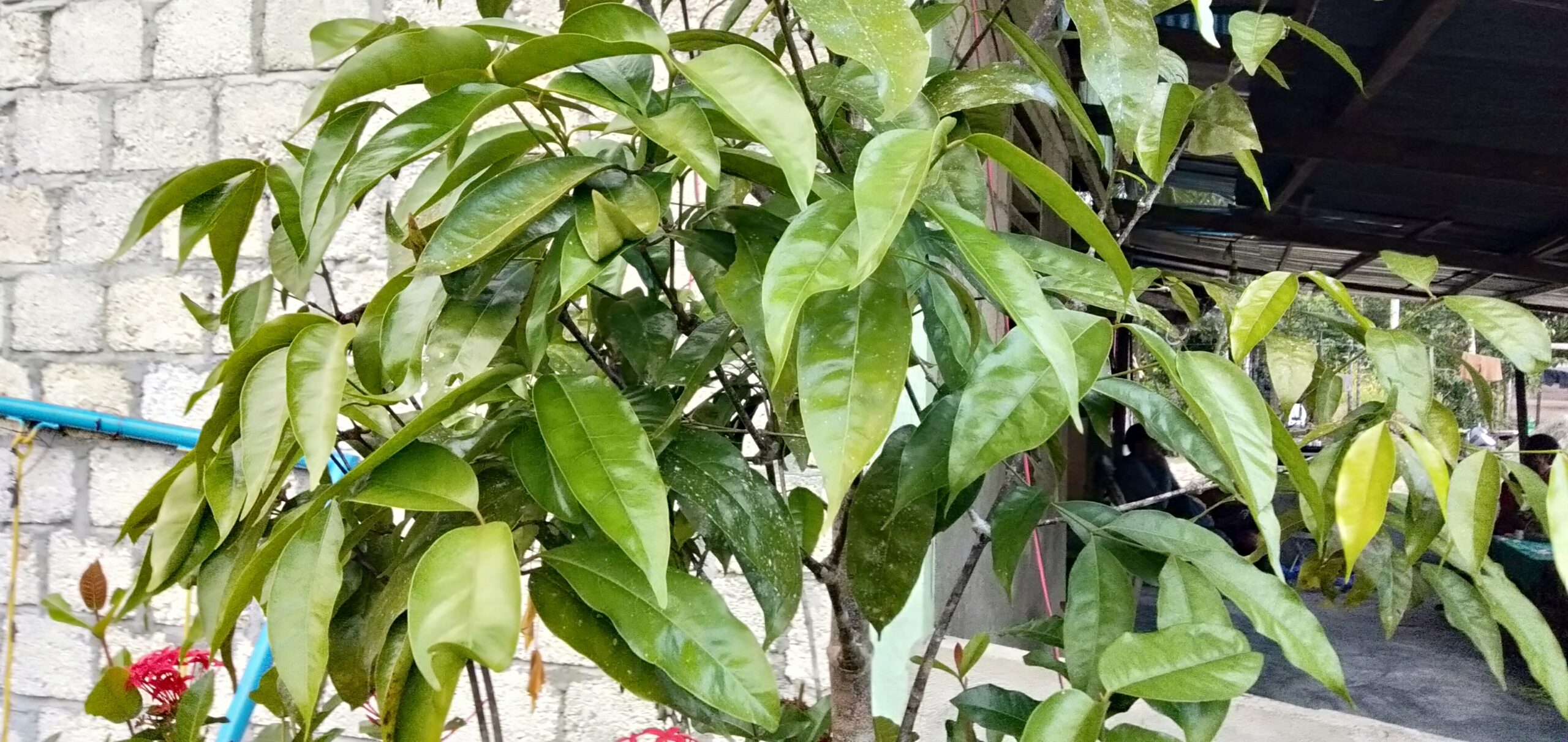 Melinjo yang ditanam di pekarangan rumah. Foto: Asrida Elisabeth/ Mongabay Indonesia