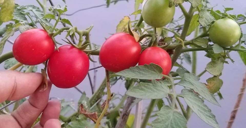Sayur hasil kebun sendiri. Berkebun di rumah. Foto: Sapariah Saturi/ Mpngabay Indonesia