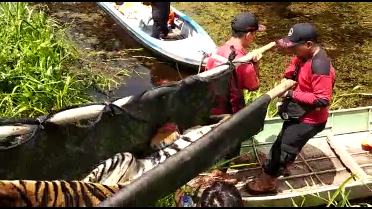 Proses evakuasi harimau setelah ditandu lalu menyusuri kanal menuju Estate Meranti. Foto: BKSDA Riau