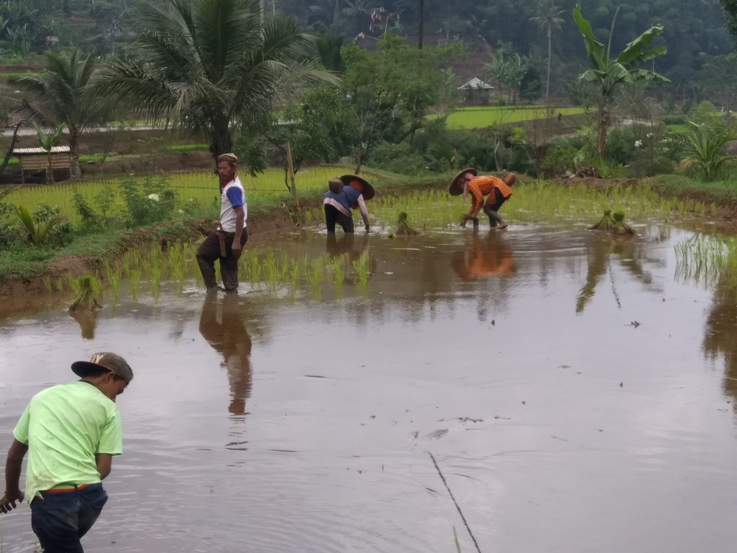 Warga Kasepuhan Ciptagelar, menanam pagi. Foto: Della Syahni/ Mongabay Indonesia