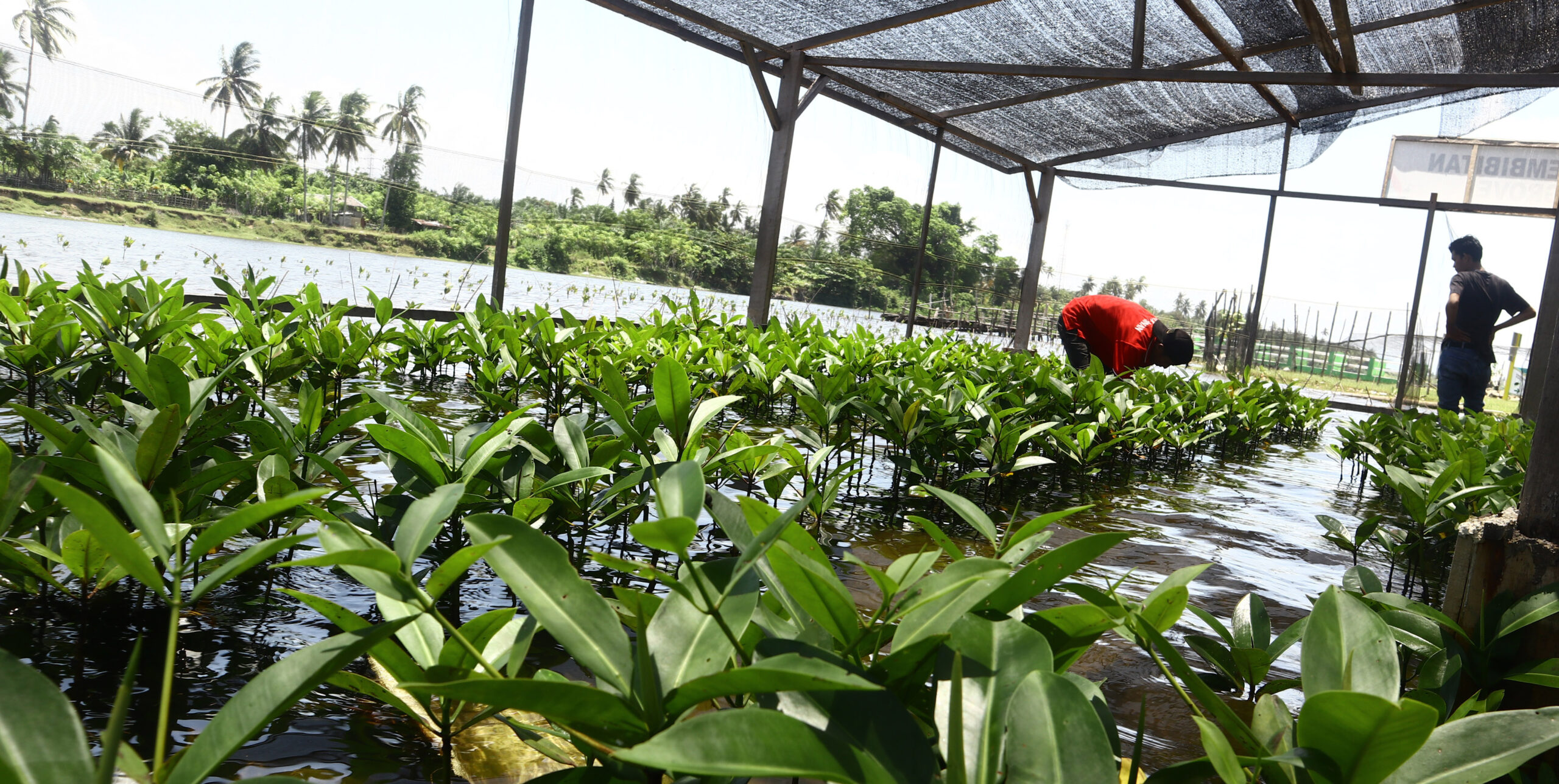 Rumah pembibitan mangrove Amping Parak. Foto: Jaka Hendra Baittri/ Mongabay Indonesia