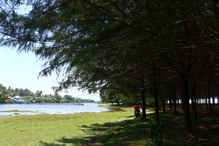 Dulu, tepian laut ini gersang. Kini, setelah Laskar Pemuda Peduli Lingkungan, beraksi, tepian laut ini jadi teduh dengan cemara laut nan rindah dan indah...Foto: Jaka Hendra Baittri/ Mongabay Indonesia