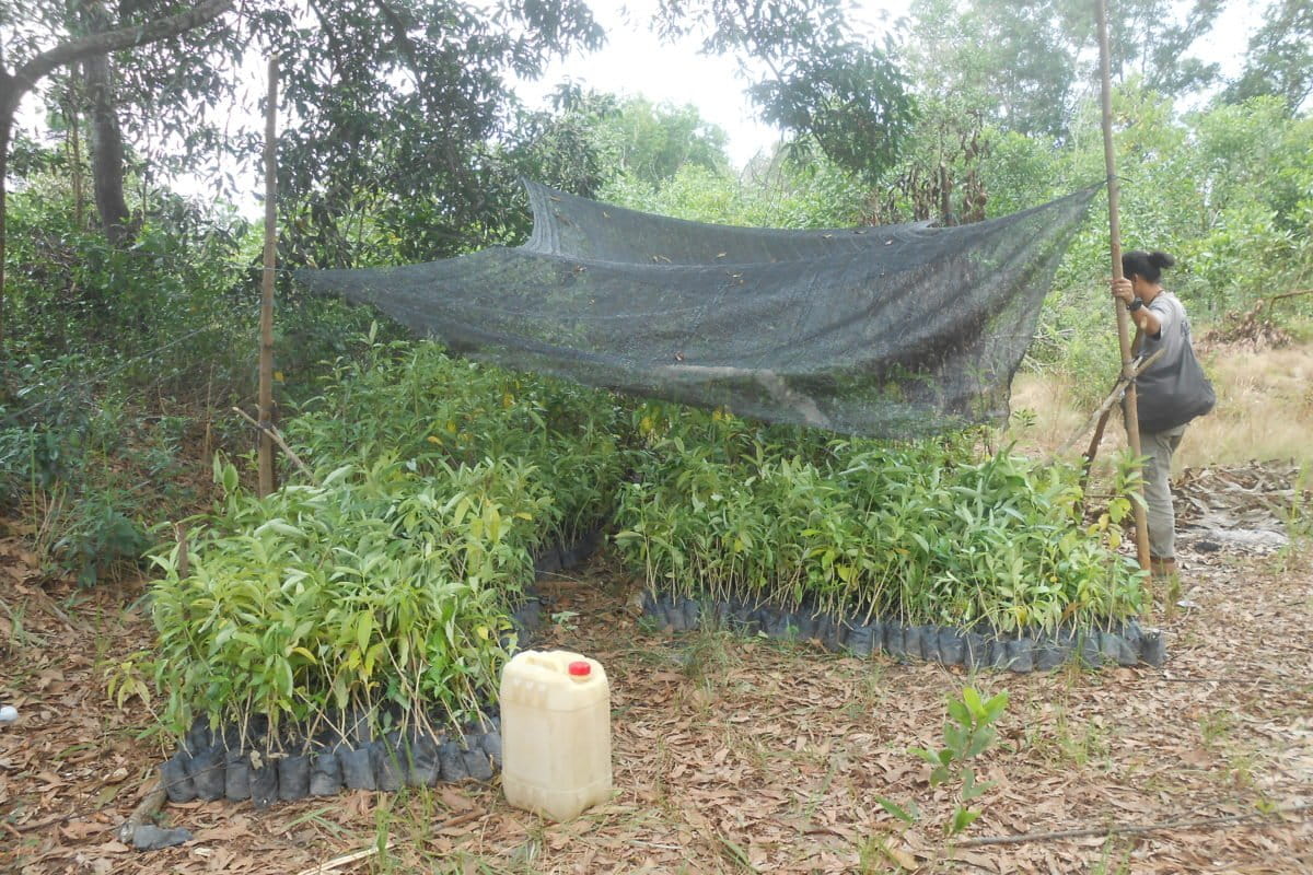 Bibit pohon dari BKSDA yang akan disebar di Hutan talang, Balai Raja. Foto: Suryadi/ Mongabay Indonesia