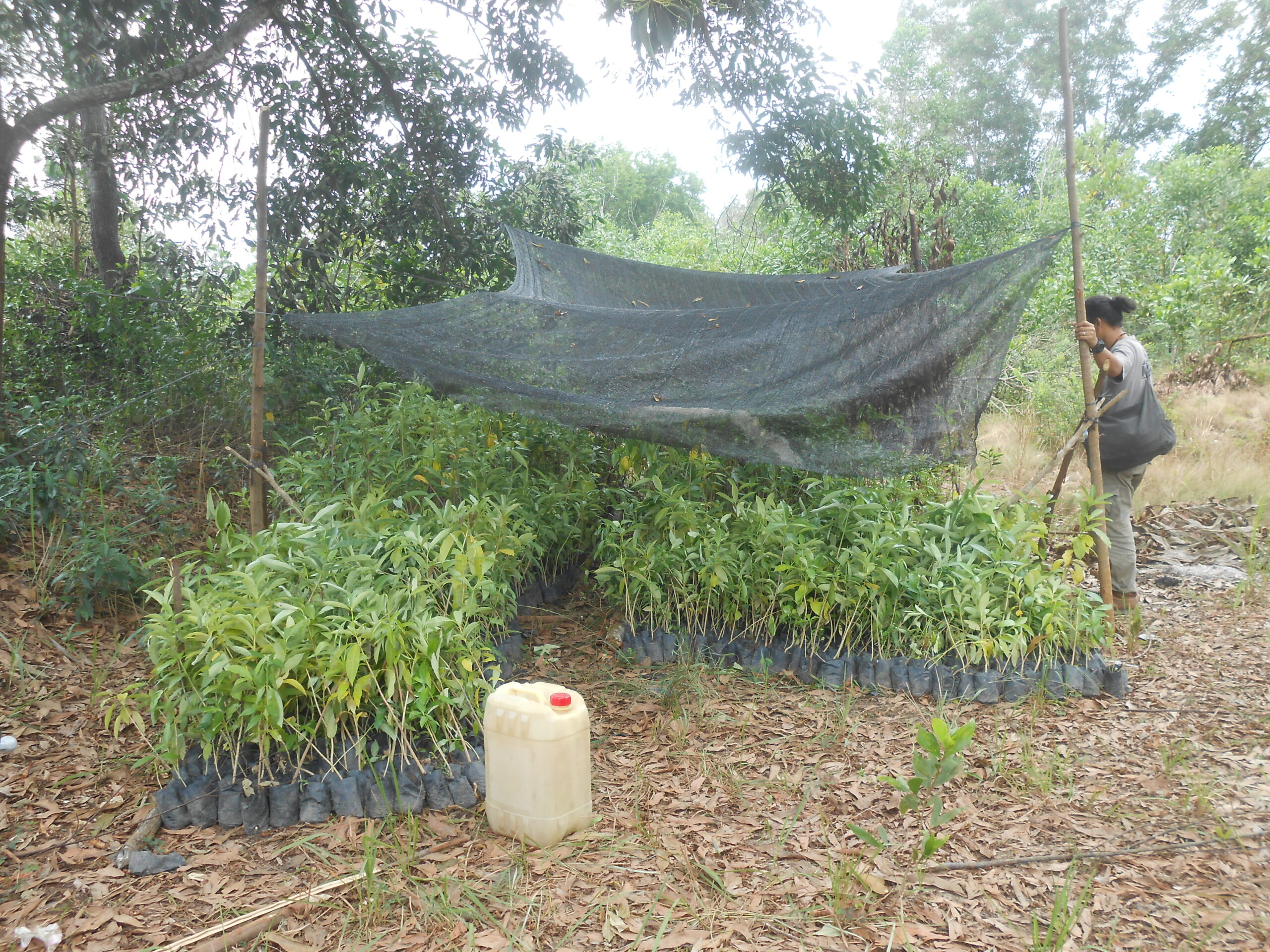 Bibit pohon dari BKSDA yang akan disebar di Hutan talang, Balai Raja. Foto: Suryadi/ Mongabay Indonesia
