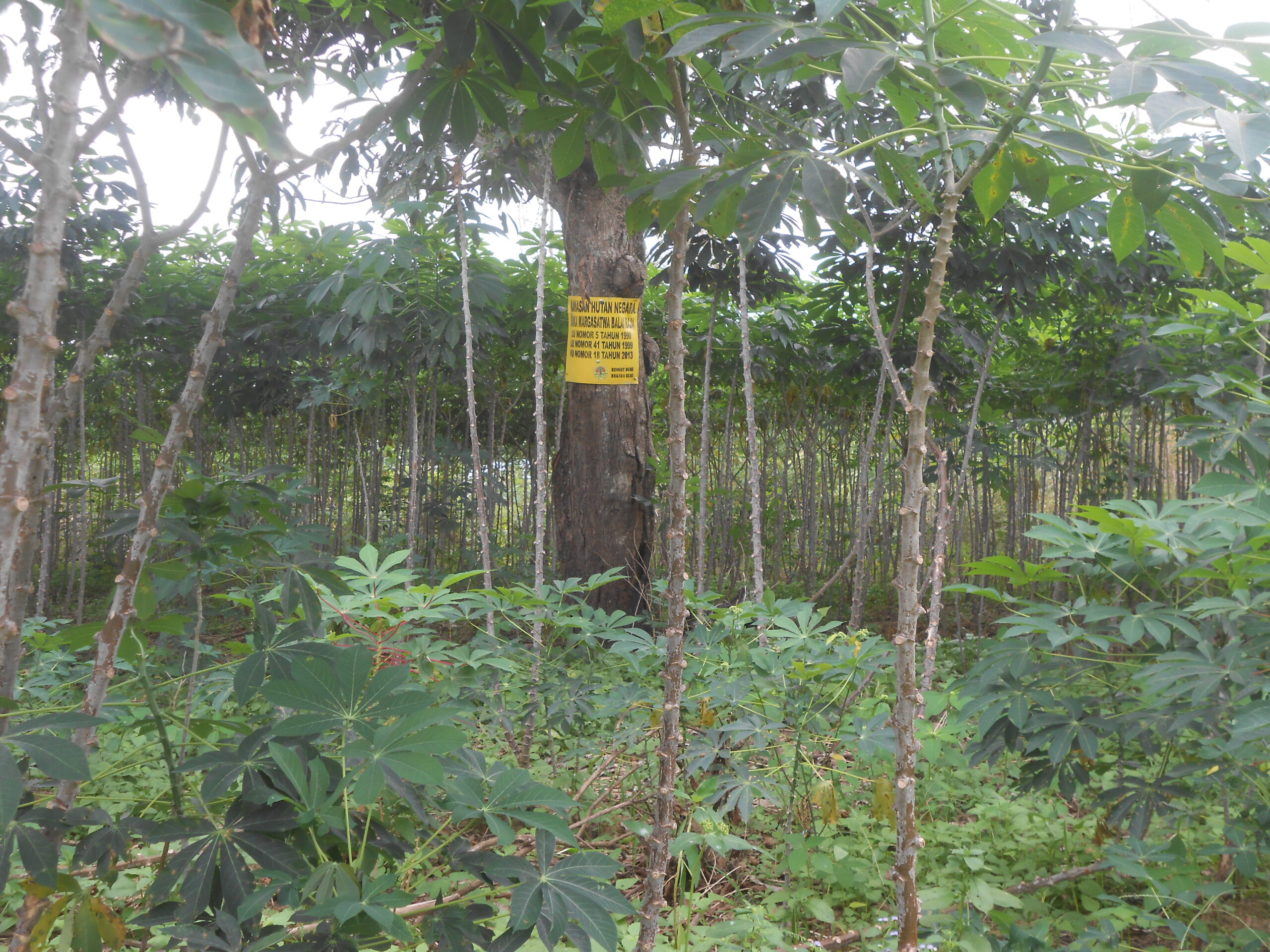 Ladang ubi di Balai Raja. Foto: Suryadi/ Mongabay Indonesia