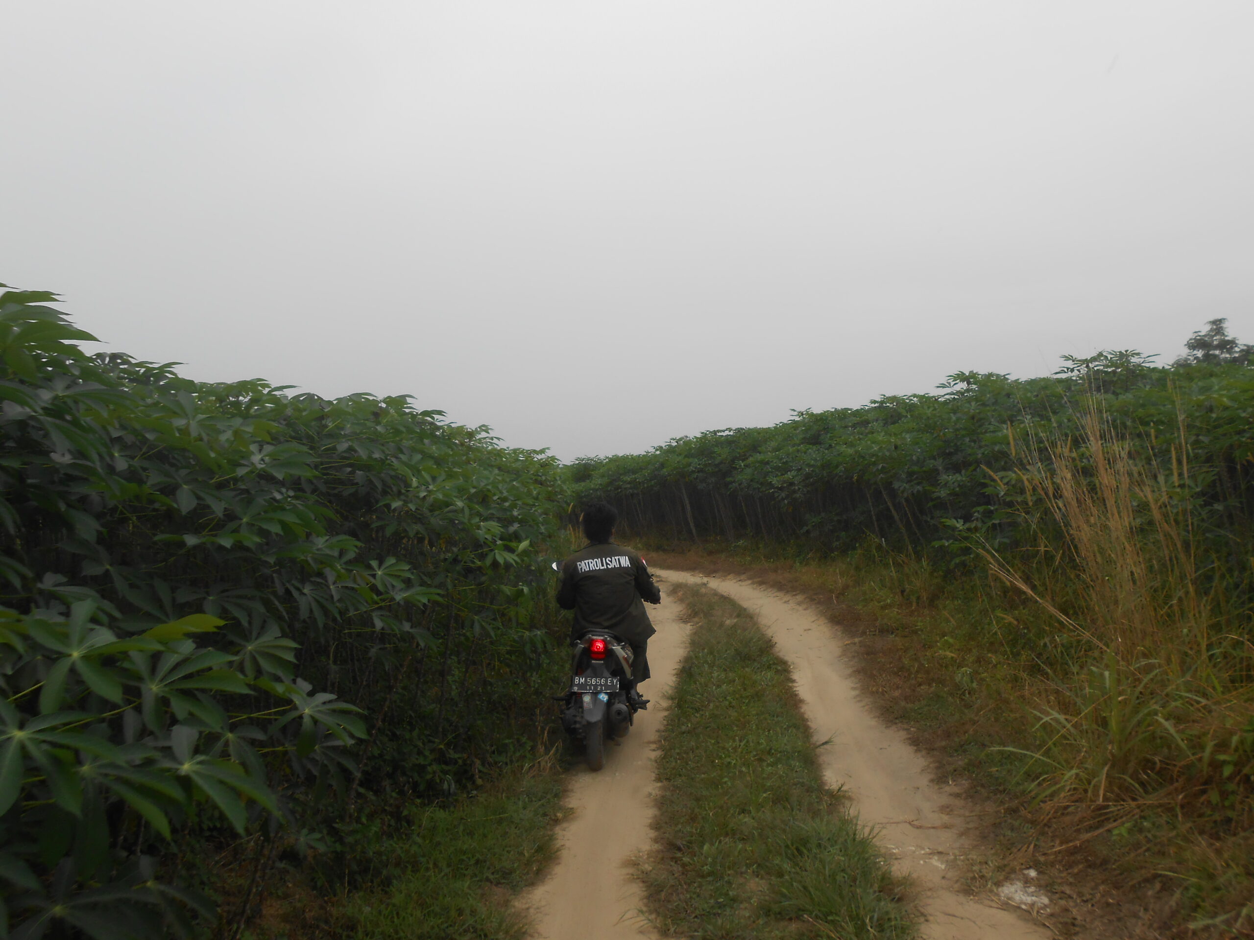 Nasib Gajah di Sorolangun dan Balai Raja, Kala Habitat Terus Tergerus