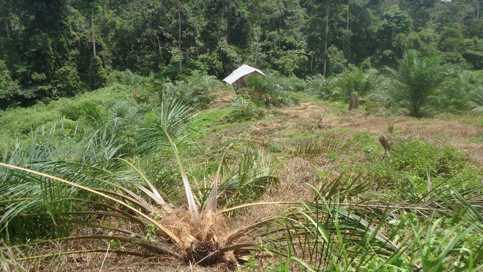 Kebun seit warga di Dusun III< Desa Sepintun, yang rusak oleh gajah. Foto: Marhoni