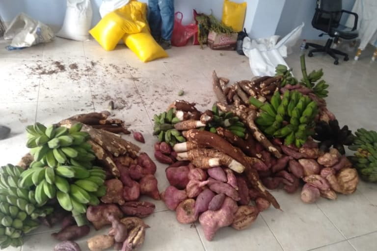 Berbagai sumber pangan bukan beras yang ditanam orang Papua. Foto: KAP-Papua