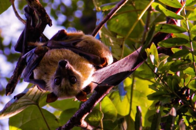 Kelelawar buah Sulawesi. Warga di Parangtinggia, Maros, Sulawesi Selatan, sudah terbiasa dengan kelelawar. Bagi warga, kelelawar membawa manfaat. Dalam beberapa tuturan, kelelawar itu pertama kali dipelihara seorang warga, pada 1980-an. Ada tiga kelelawar lalu beranak pinak. Warga juga percaya, kalau kelelawar itu memangsa hama perusak tanaman. Foto: Eko Rusdianto/ Mongabay Indonesia