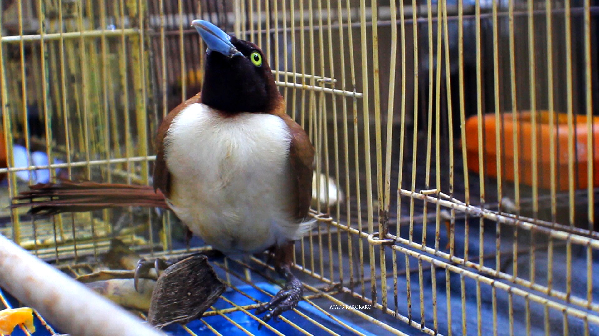 Cenderawasih yang diamankan Balai Karantina di Bandara Kuala Namu. Foto: Ayat S Karokaro/ Mongabay Indonesia 
