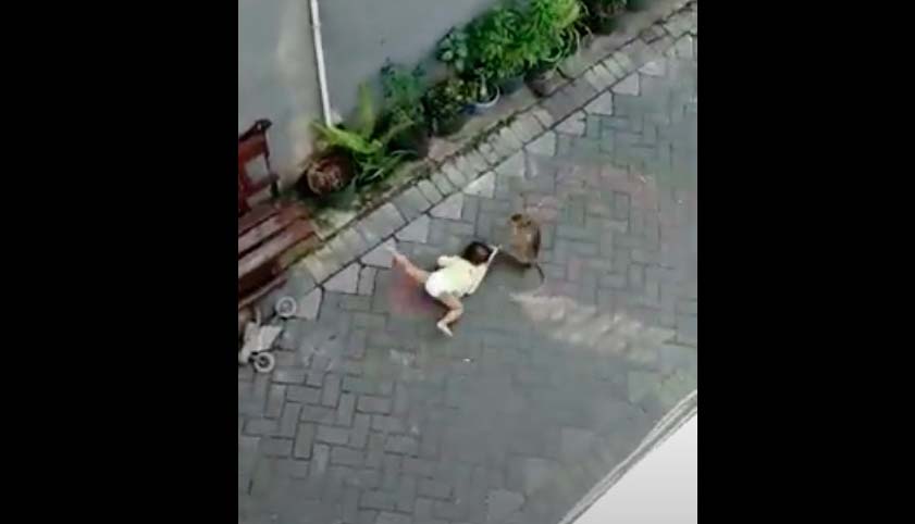 Video yang memperlihatkan balita diseret monyet dari pertunjukan topeng monyet di Surabaya, Jawa Timur. Foto: dari sreenshot video