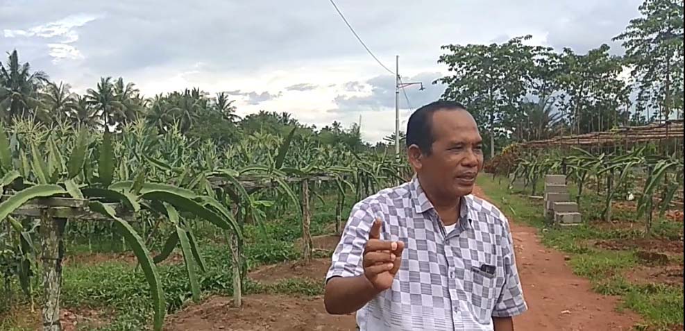 Suma di kebun buah naganya. Foto: Aseanty Pahlevi/ Mongabay Indonesia