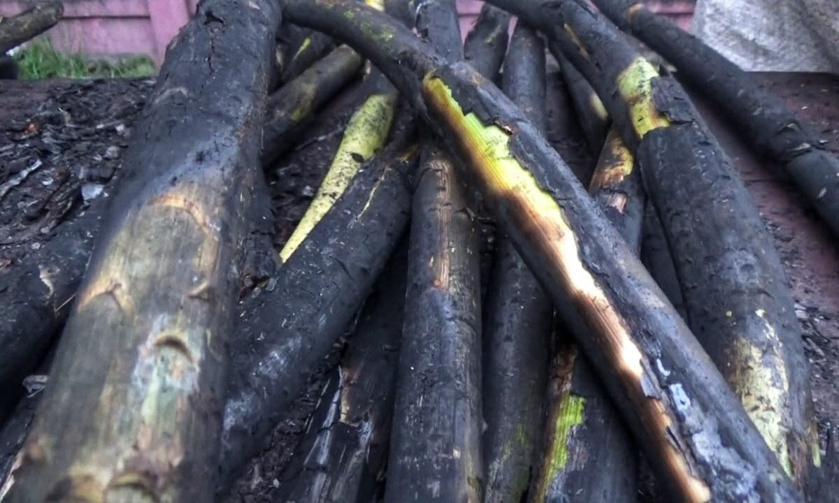 Rotan muda dibakar dan diambil bagian dalamnya. Foto: Ayat S Karokaro/ Mongabay Indonesia